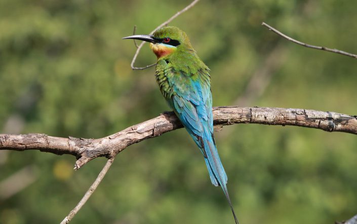 Blue tail Bee Eater Sri Lanka