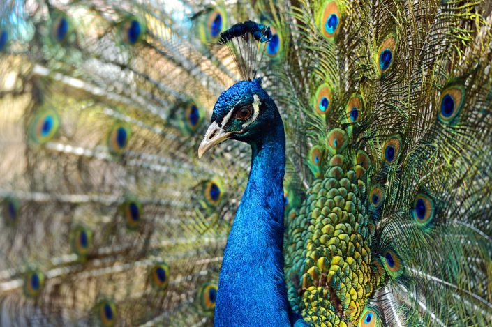 Peacock Sri Lanka