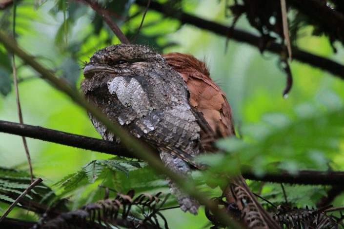Frogmouth At Sinharaja Rain Forest Sri Lanka