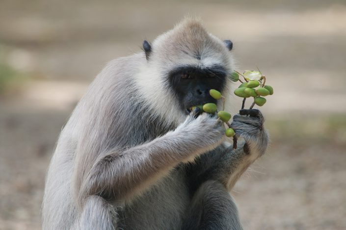 Grey Langur At Minneriya National Park Sri Lanka