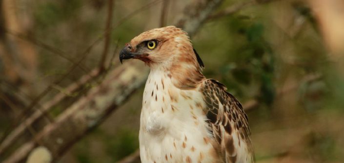Hawk Eagle At Yala National Park Sri Lanka