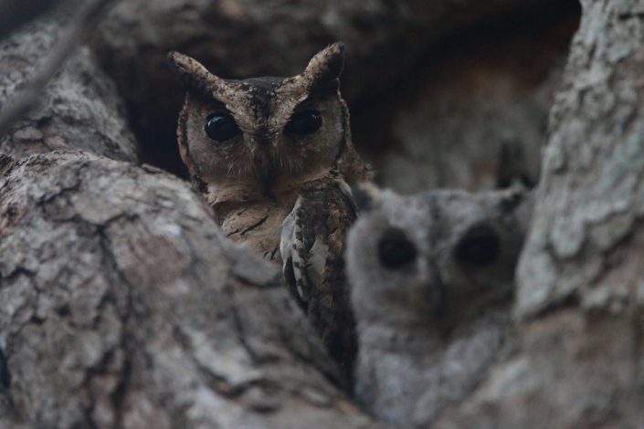 Oriental Scops Owl Sri Lanka