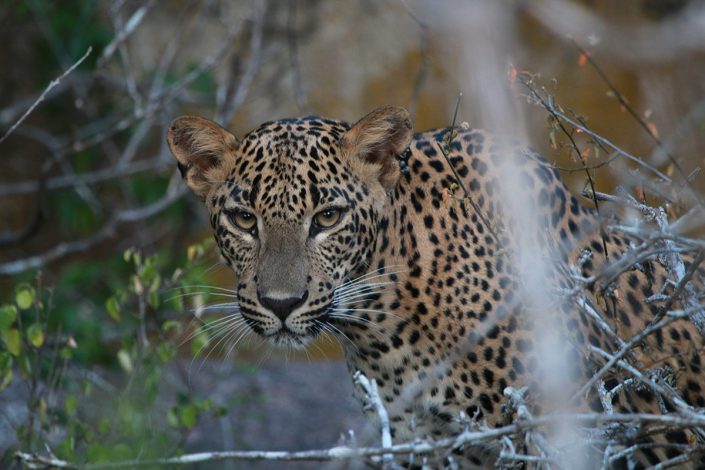 Leopard At Yala National Park Sri Lanka