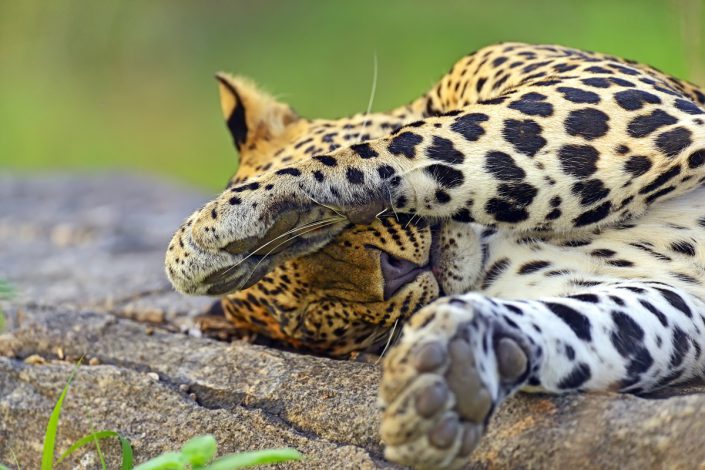 Leopard Sri Lanka