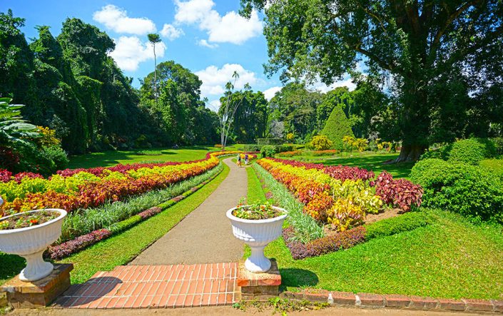 Botanical garden Peradeniya kandy