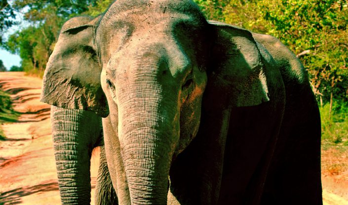 Elephants At Yala National Park Sri Lanka