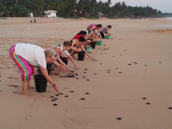 Kosgoda-sea-Turtle-Conservation-Project2