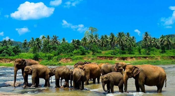 Pinnawala Elephant Orphanage Kandy