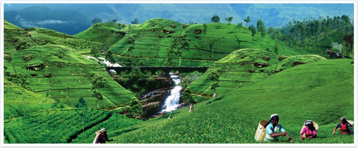 Tea Plantation Nuwara Eliya