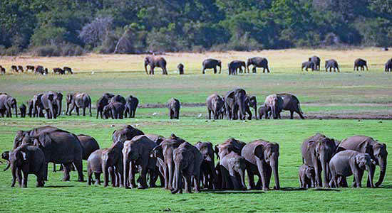 The Elephant Gathering at Minneriya National Park