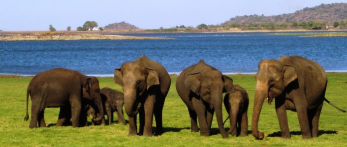 Udawalawe
