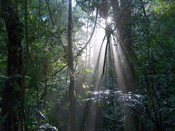 Udawattakele Sanctuary kandy