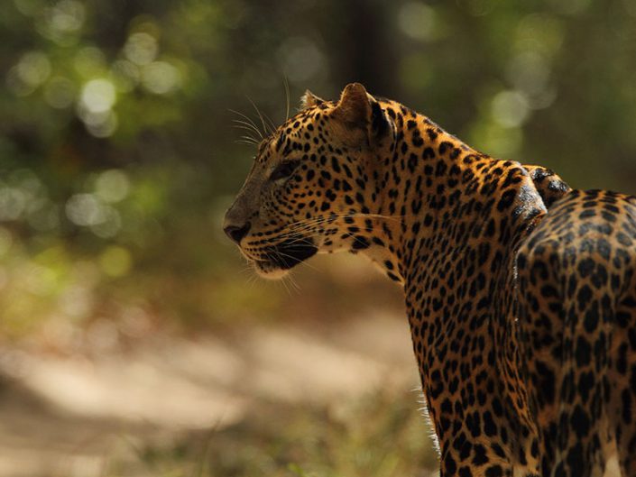 Wilpattu National park