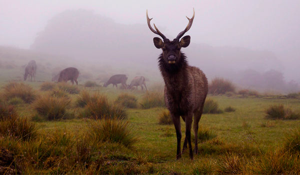 horton-plains-national-park-