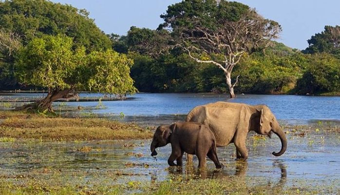 wildlife maduru oya national park sri lanka