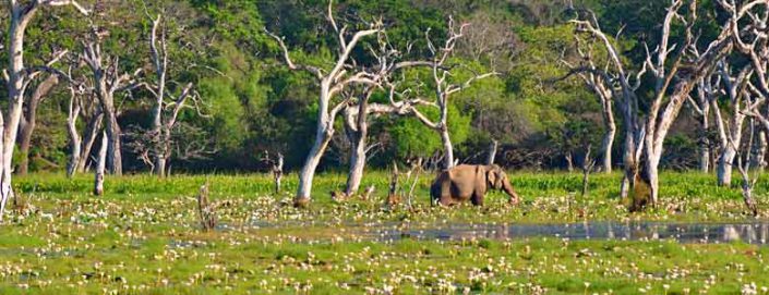 yala national park block 4
