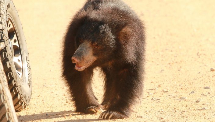 Sloth-Bear-at-Yala-National-Park