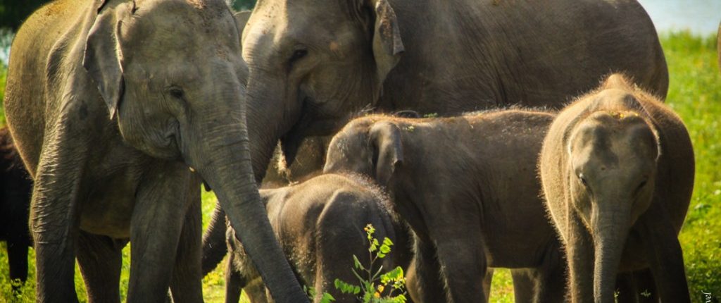 2 Weeks Sri Lanka Yala Elephants