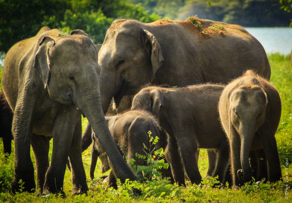 2 Weeks Sri Lanka Yala Elephants